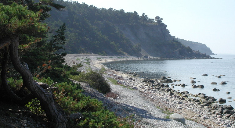 Bilder över kuststräcka med skogsmiljö på ena sidan och havet på andra. Däremellan en brant klintkant och stenstrand.