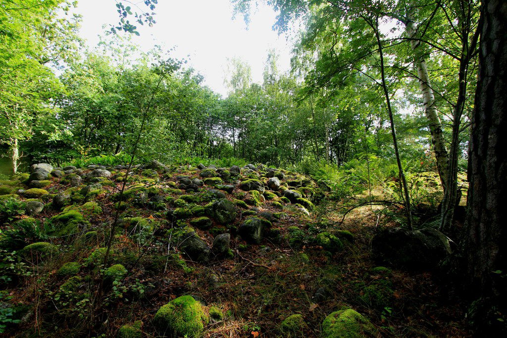 Gravrösen i Huvududdens naturreservat.