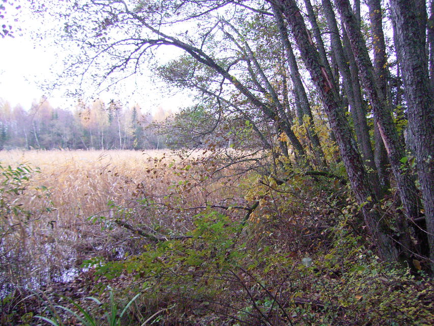 Ön-Bokulluddens naturreservat