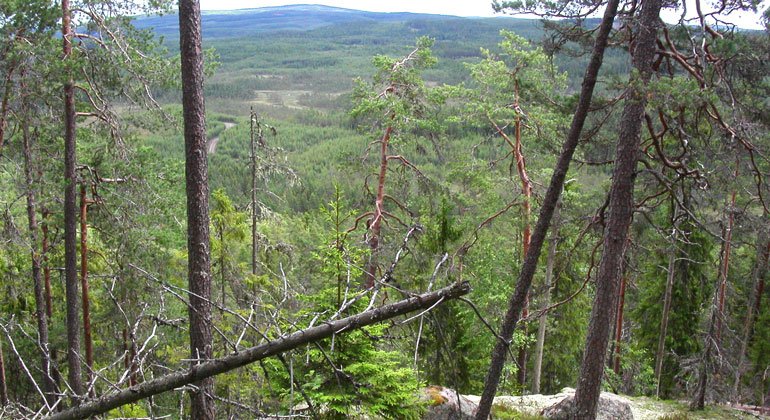 Från Birtjärnsbergets topp kan du se långt utöver det omgivande skogslandskapet.