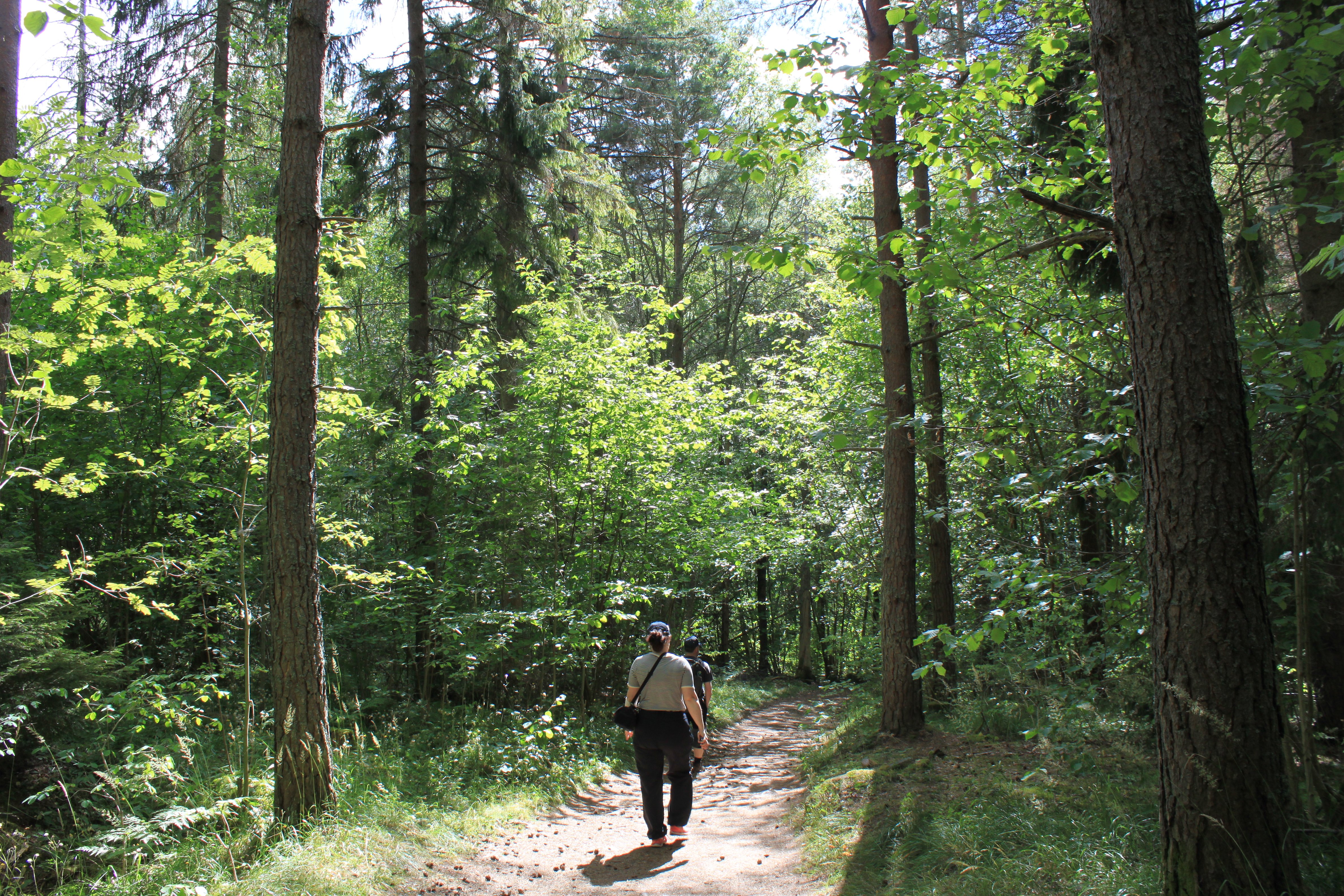 Två personer går på en bred jämn stig genom en lummig skog.