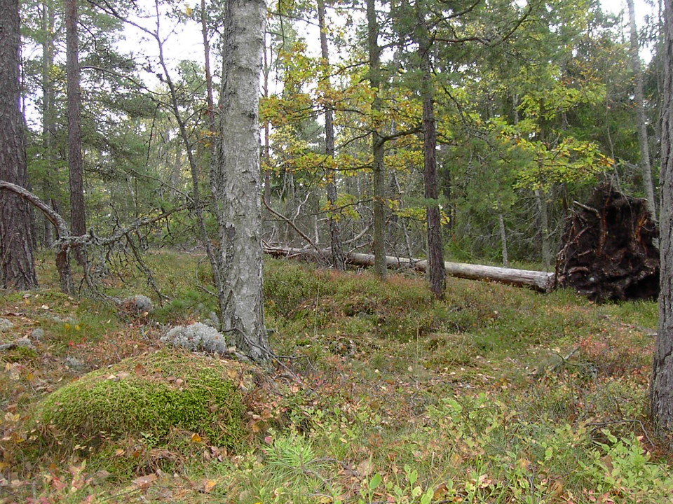 Naturskogslikt i Tyktorp. Foto Lidingö stad.