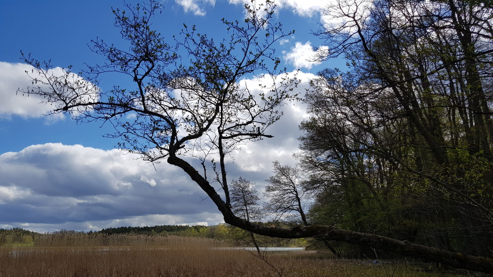Strand vid Gråviken. Foto Lidingö stad