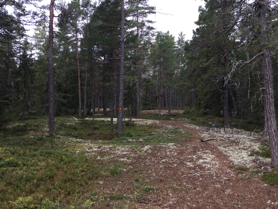 Hiking through Brännström nature reserve.