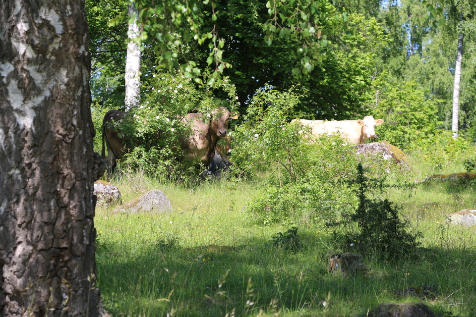 Nyfikna kor kikar fram bland buskar och träd.