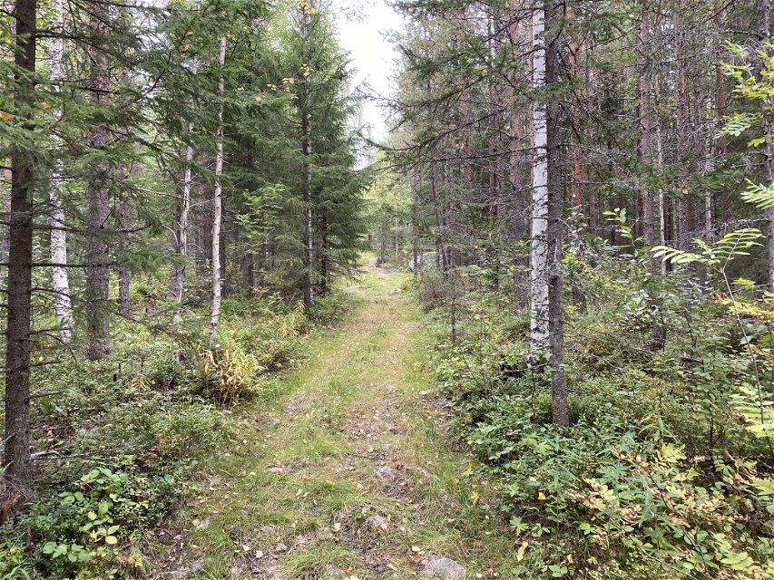 En bred stig i en barrblandskog. Foto.