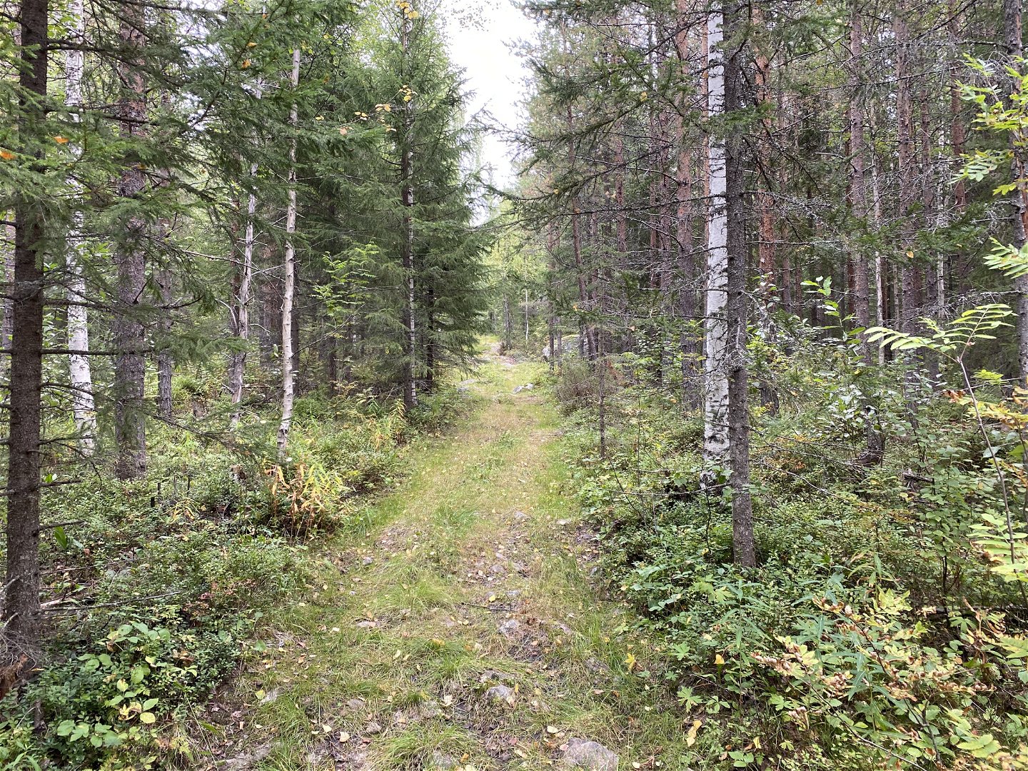 En bred stig i en barrblandskog. Foto.