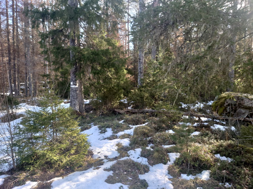 Bokullens naturreservat