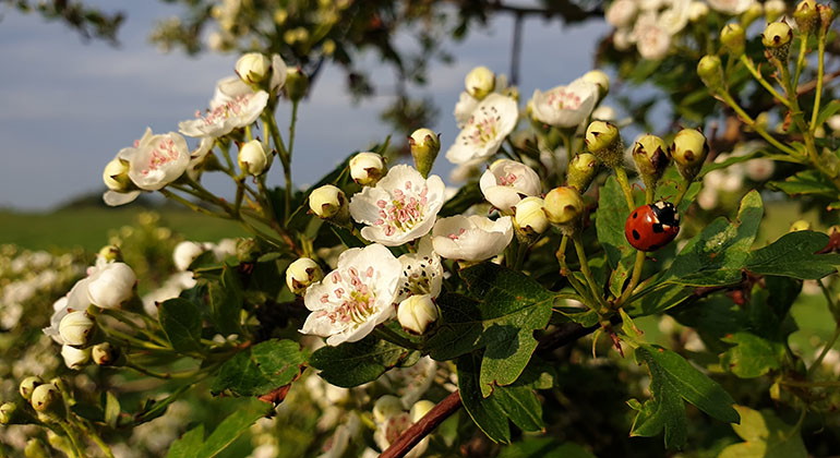 blommor