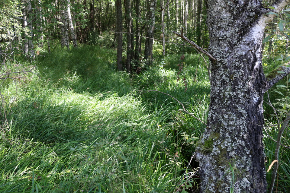 Frodigt gräs och träd.