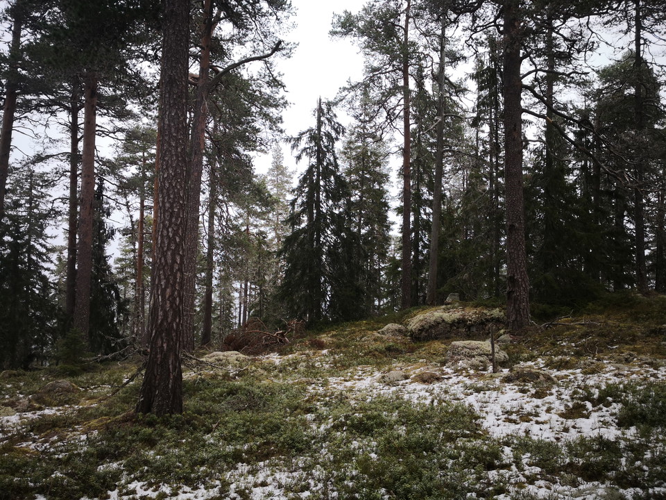 Gammelskog på väg mot toppen