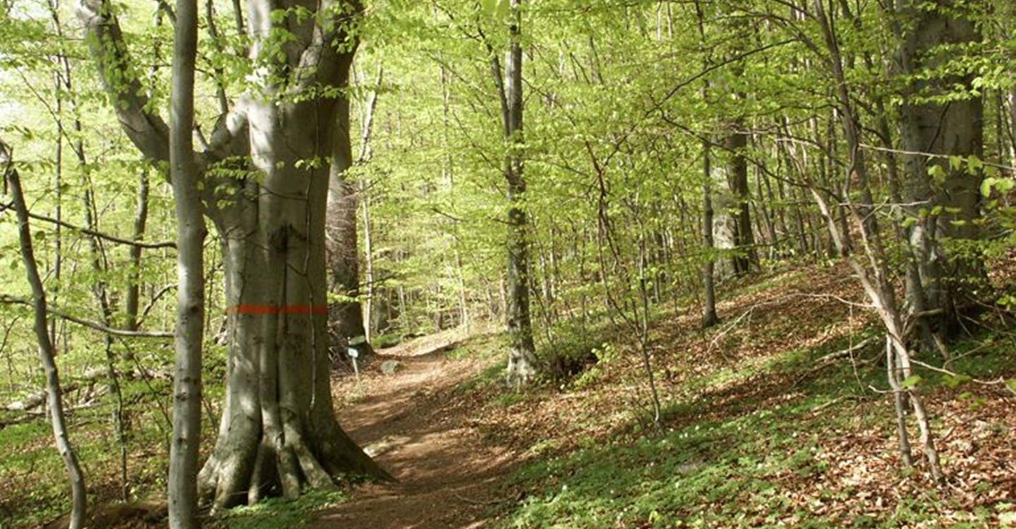 Ombergs bokskog naturreservat
Etapp: Omberg runt
Ödeshög