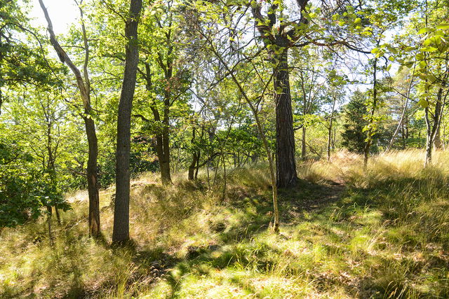 Ekhage i Sätraskogen