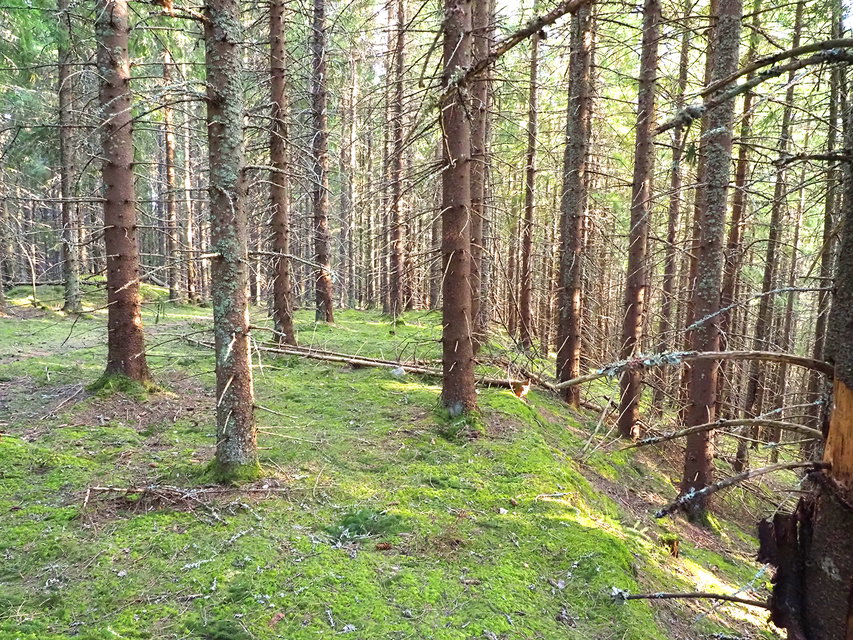 De terrasserade åkrarna på Skallberget har planterats med gran.
