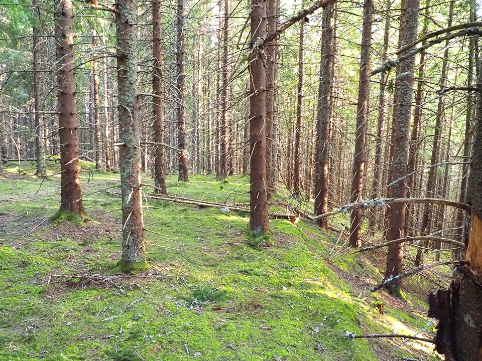 De terrasserade åkrarna på Skallberget har planterats med gran.
