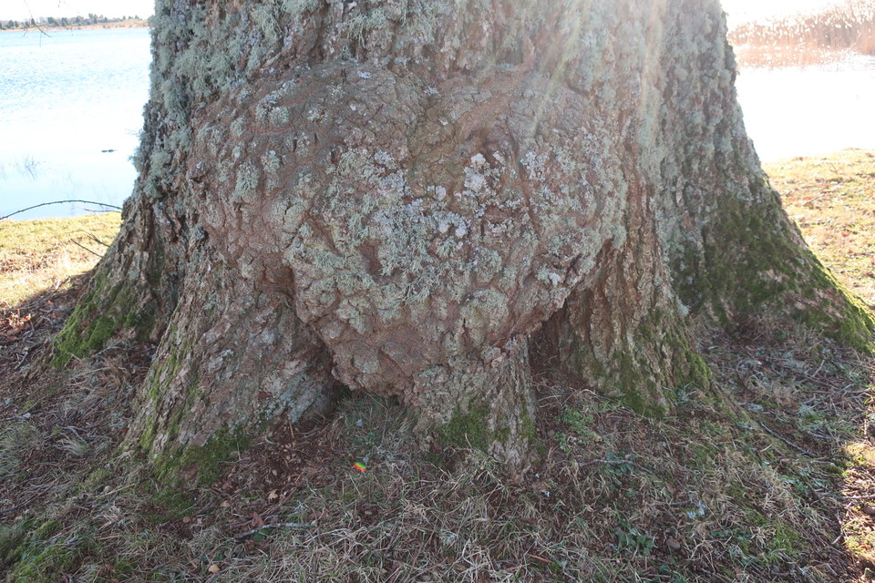 Blekinges hjärta? 