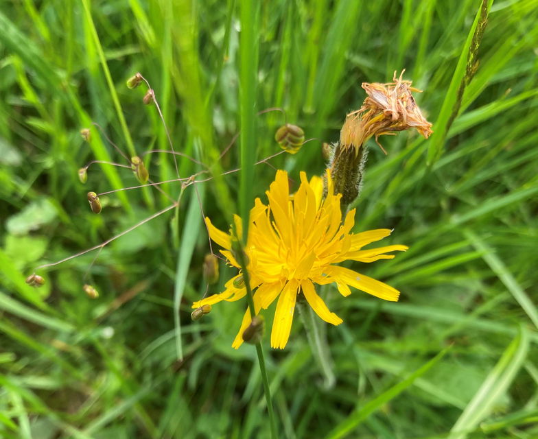Sommarfibbla och darrgräs i juni.