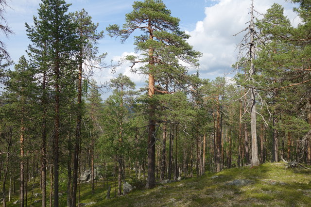 Sör-Blankberget