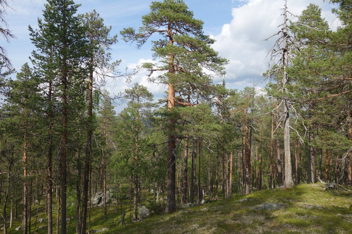Gammal tallskog.