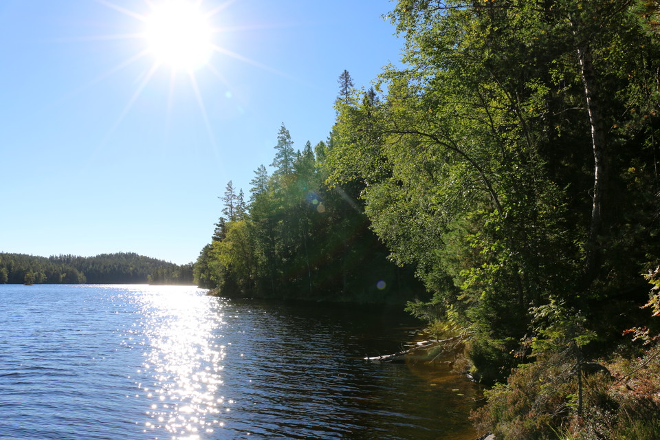 Solen strålar på en klarblå himmel över tjärnen.