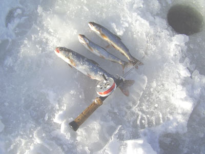 Fiskevatten Västansjön