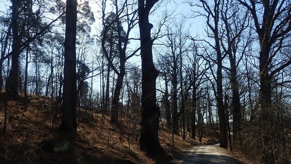 Gamla ekar utmed Tyktorpsvägen. Foto Lidingö stad