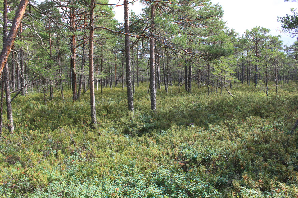 Myrmark med många tunna tallar. Marken är täckt av ris och skvattram. 