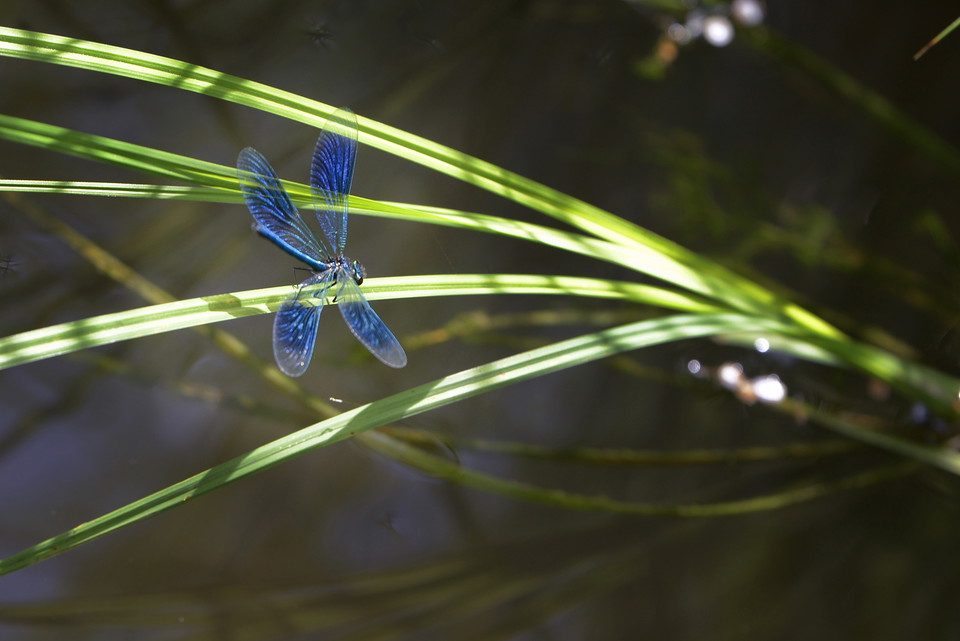 Jungfruslända i Igelbäcken.