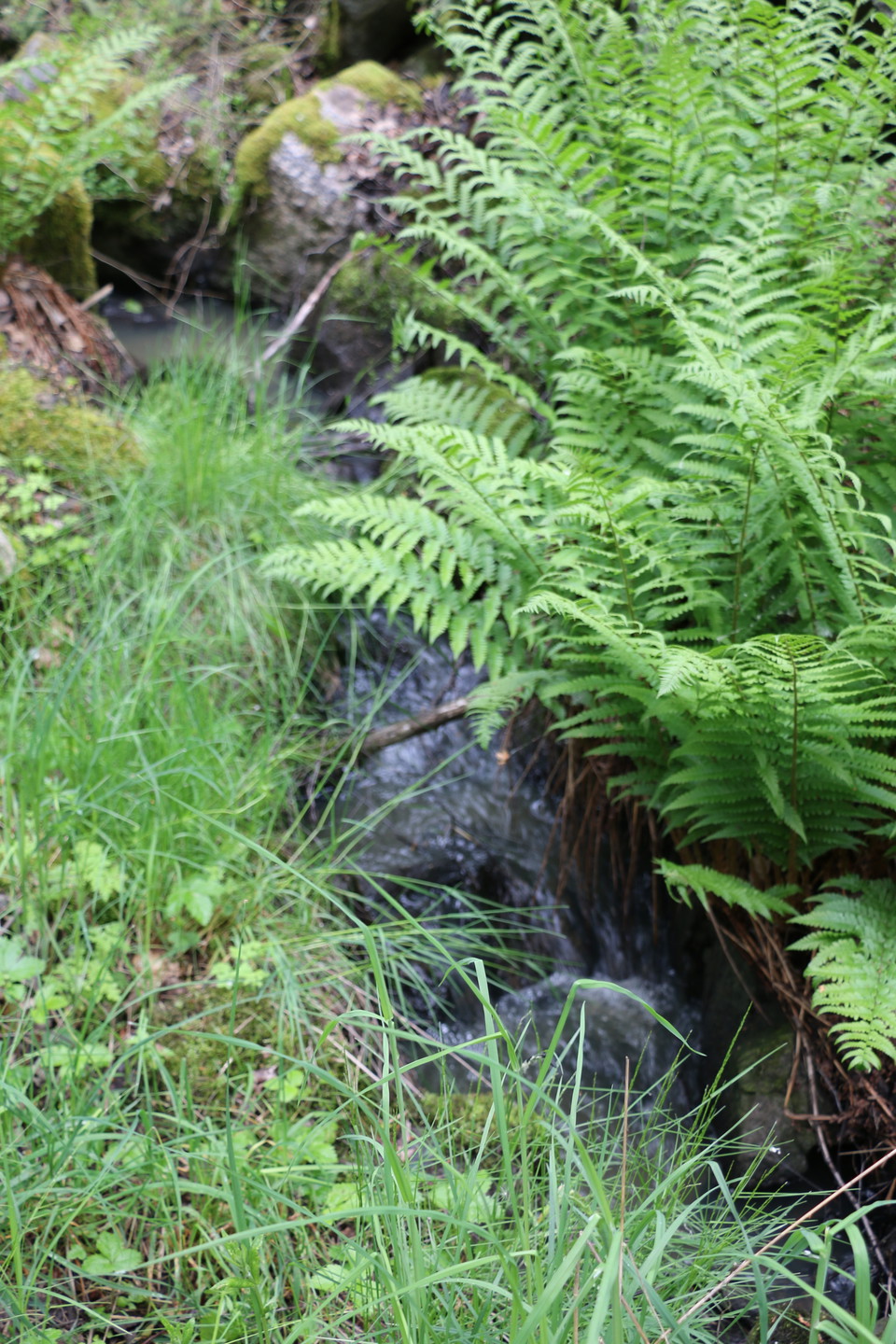 Frodig ormbunke i närbild.