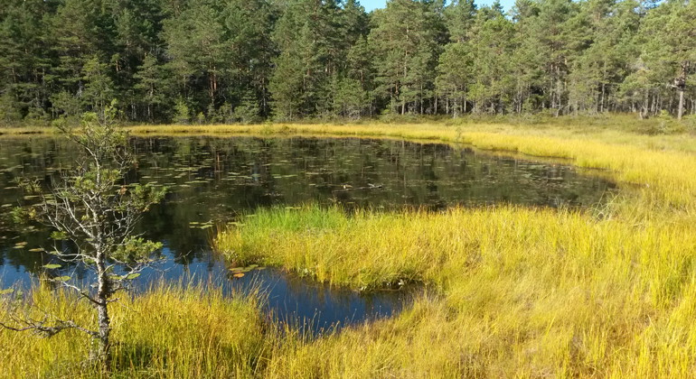 Foto: Per Folkesson