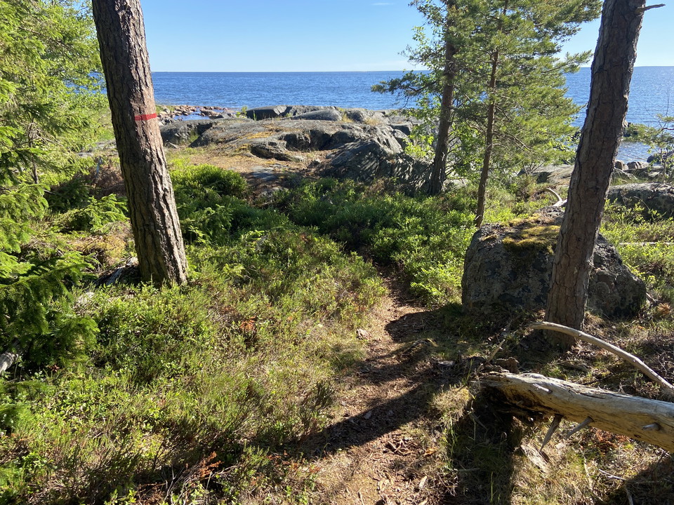 En smal stig går genom skog ut mot klippor vid havet.