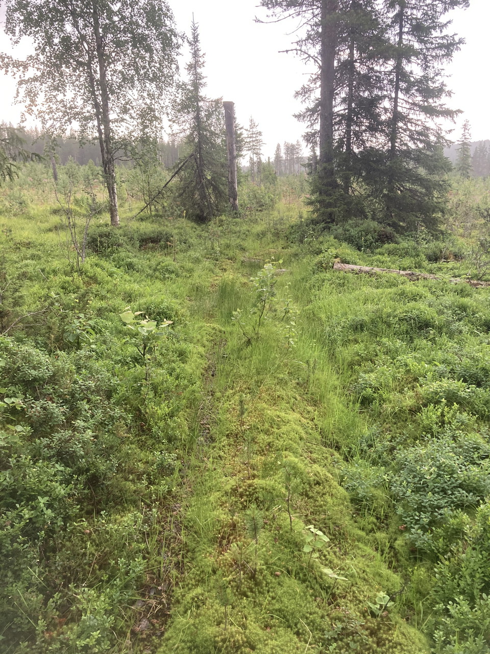 Skogscykelstigarna