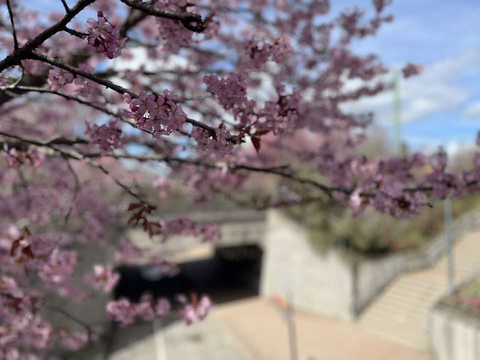 Gång- och cykelväg, blommande träd