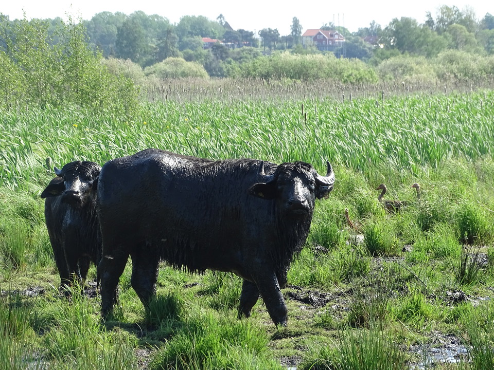 Vattenbufflar betar och trampar strandängarna för att främja biologisk mångfald..