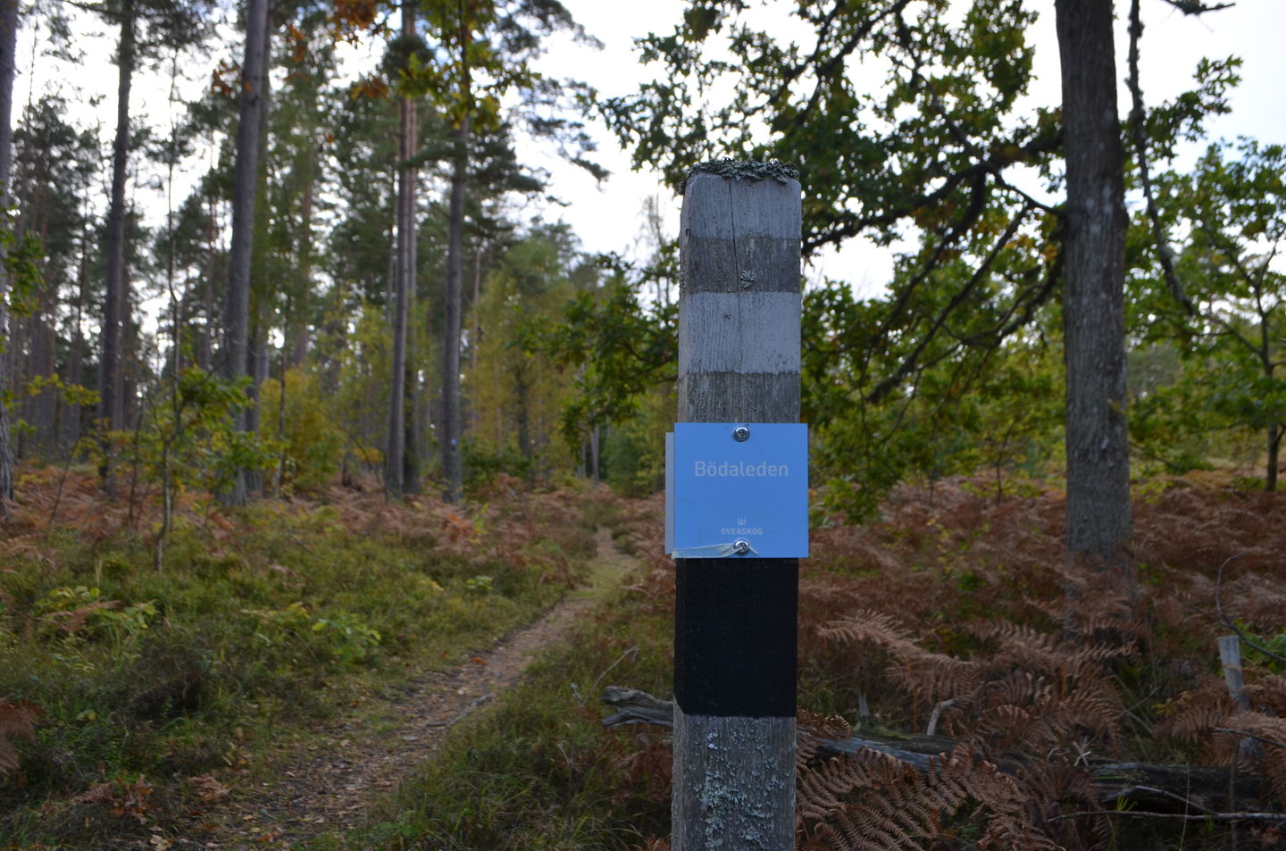 Bild: Sveaskog