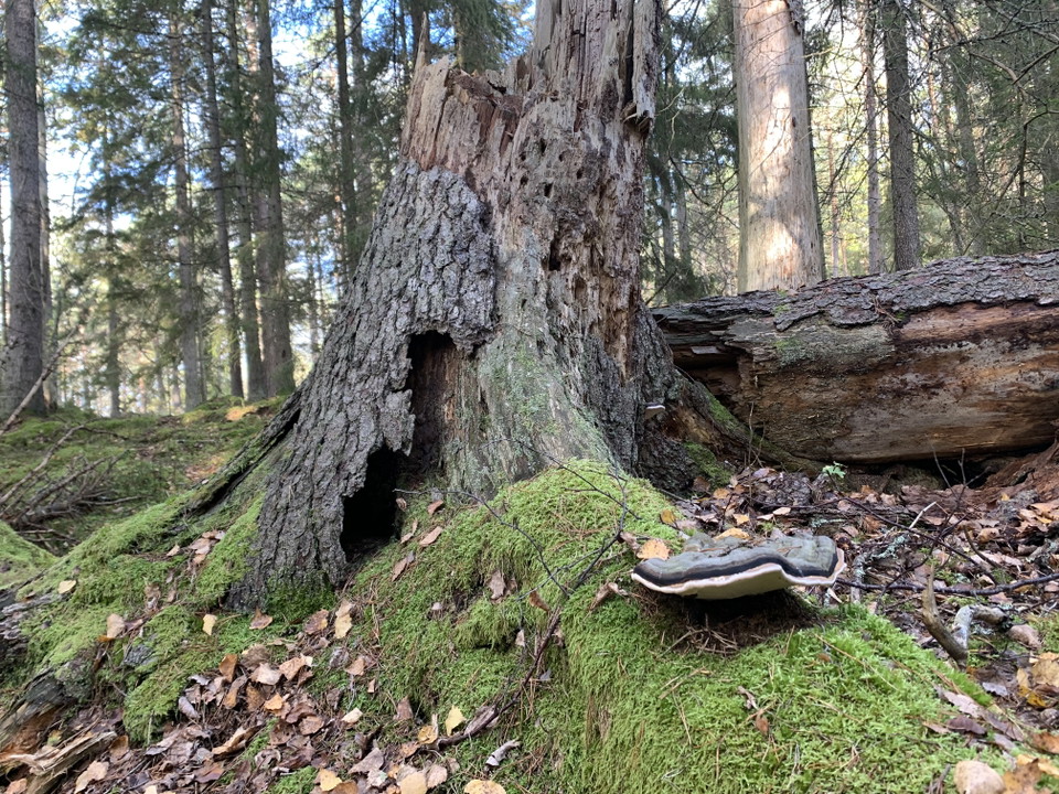 Granstubbe