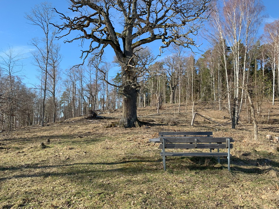 Nära parkeringen i Eldgarnsö finns ett bänkbord med utsikt och stora ekar..