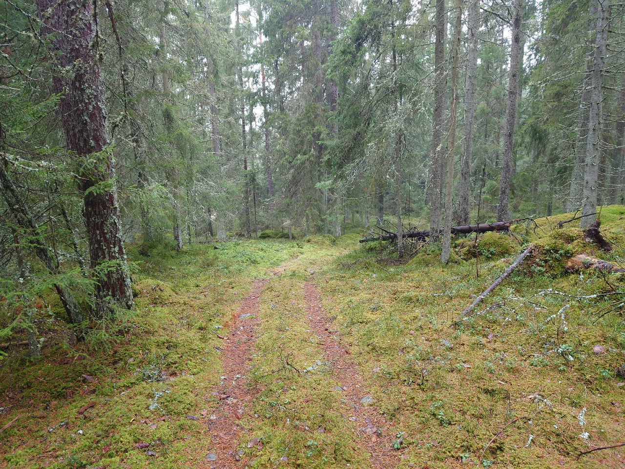 Lövdalsskogens naturreservat