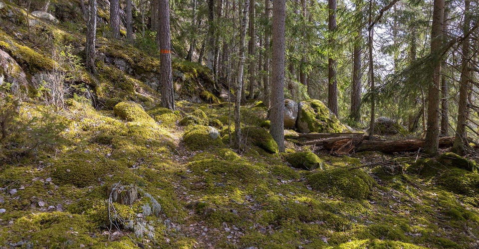 Leden går till stor del på skogsstigar.
Etapp: Norra Vi - Österbymo.
Ydre.