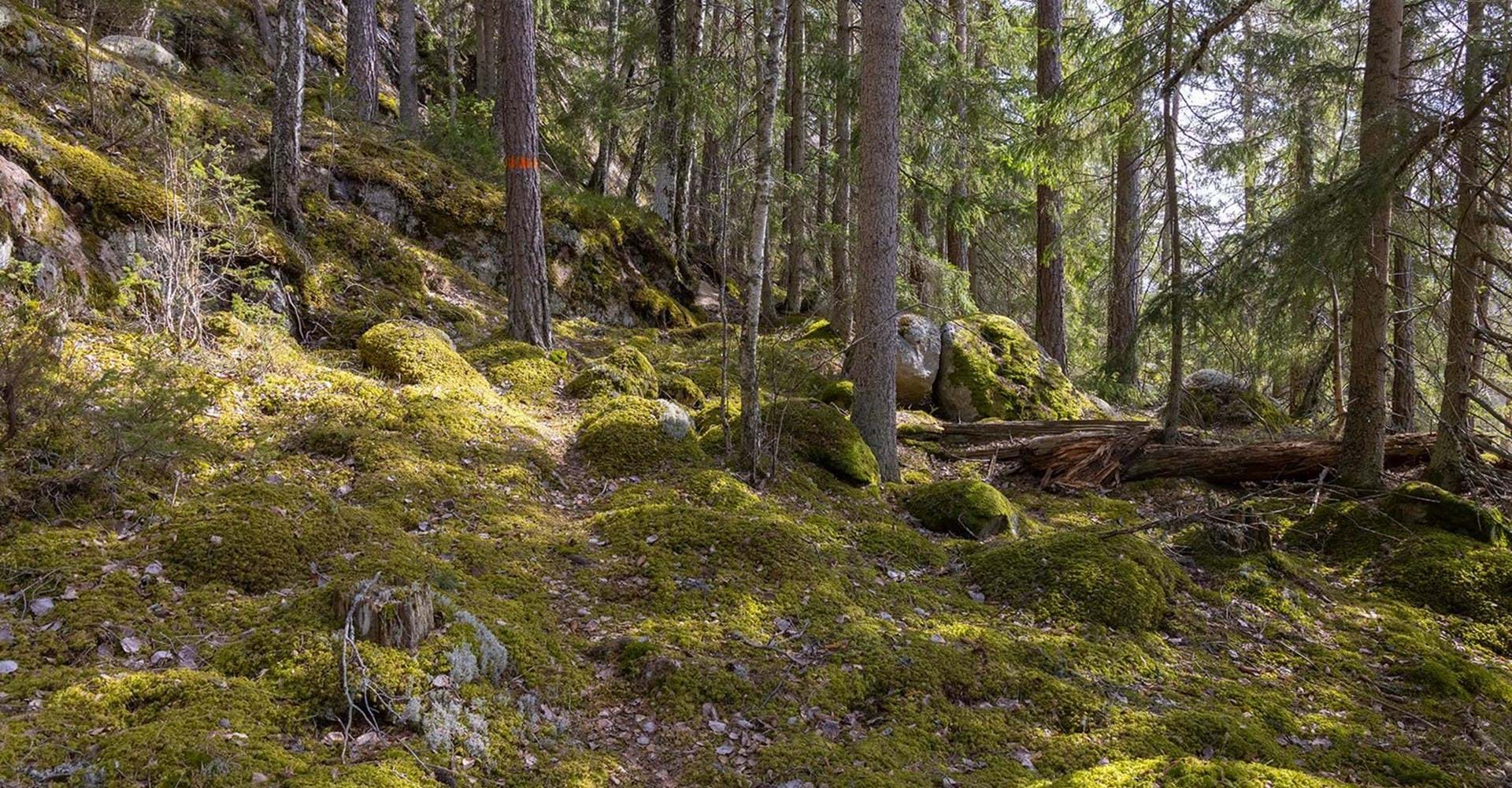 Leden går till stor del på skogsstigar.
Etapp: Norra Vi - Österbymo.
Ydre.