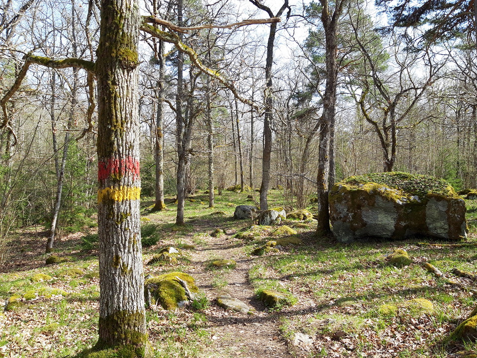 Stig genom skog med röd och gul ledmarkering på en trädstam.