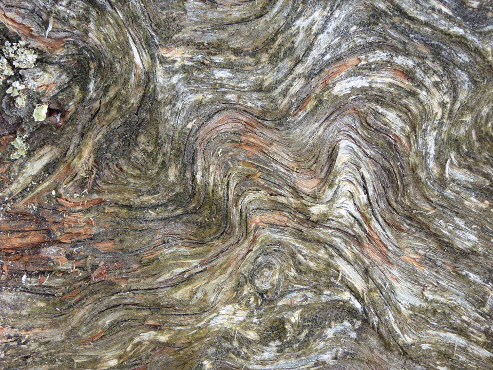 Träd fotat på nära håll.