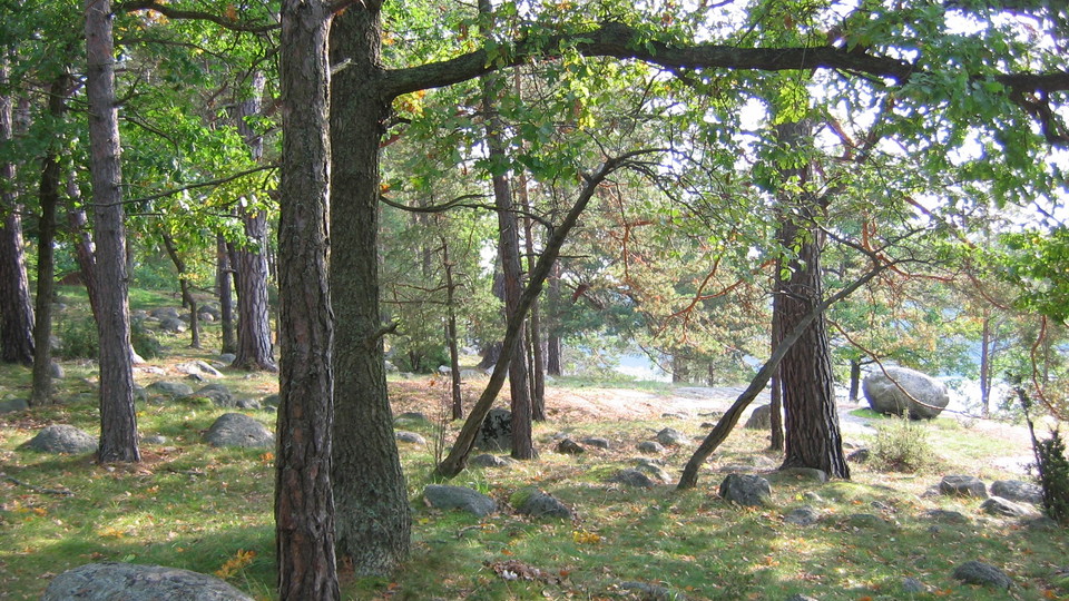 Strandtallskog i södra Yttringe. Foto Lidingö stad