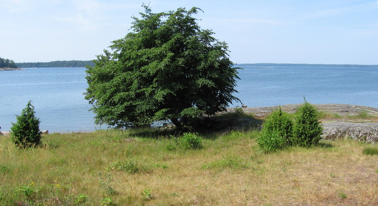 Lindholmen