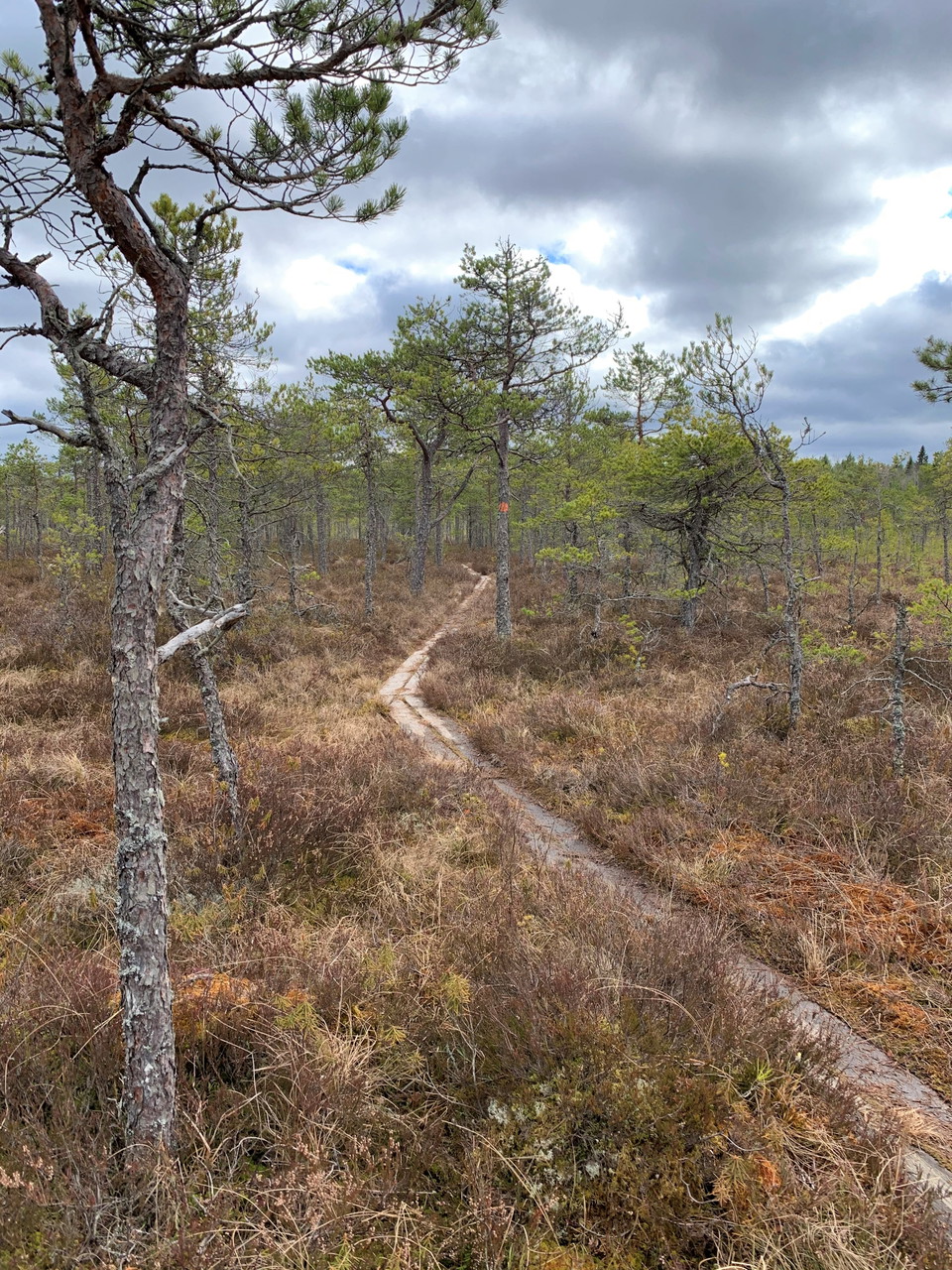 Spång över Kornamossen. 