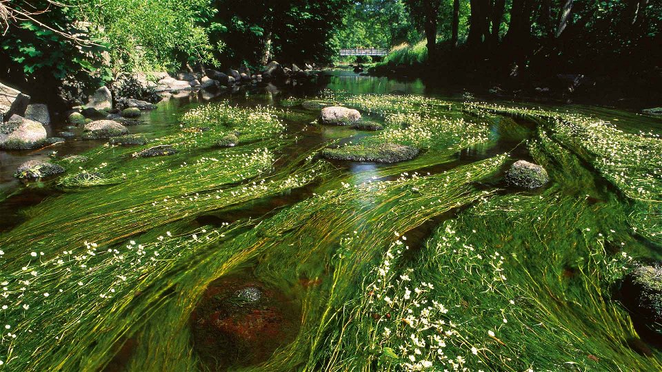 Gröna slingrande blad med vita blommor fyller vattnet i ån.
