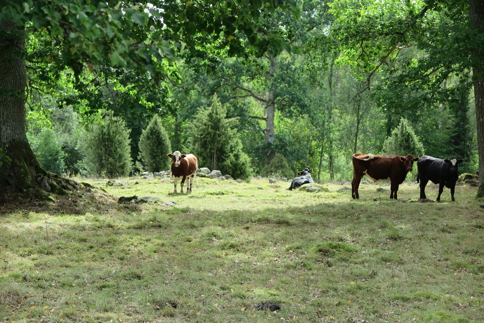 Fotograf: Ellen Flygare