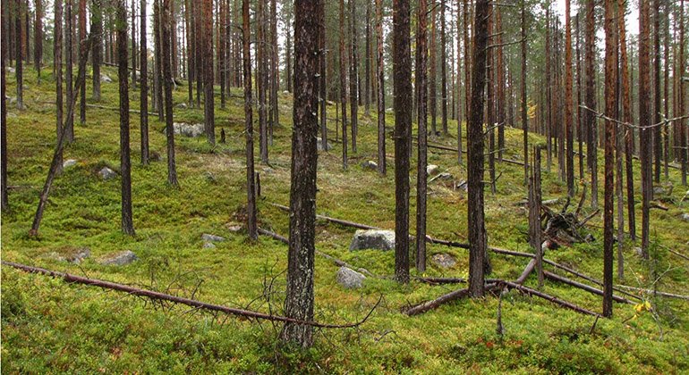 På berget Norrkullen växer bland annat en gammal tallskog med slanka träd. Denna typ av tallar ses oftare runt Jokkmokk än på andra ställen i länet.