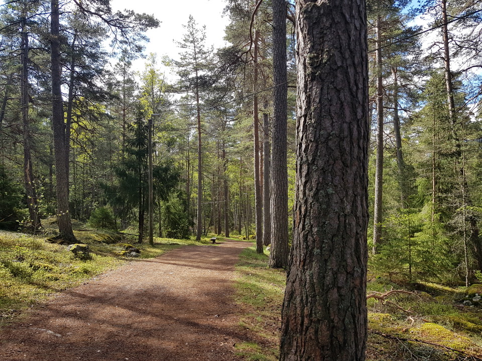 Smedbyspåret passerar genom öppen äldre tallskog.