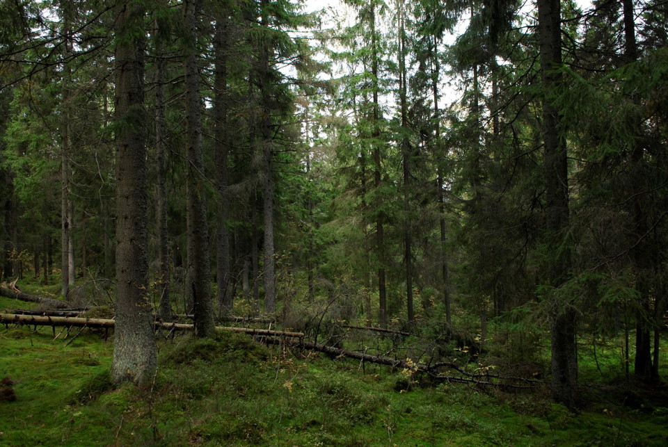 Skogsmiljö i Ekopark Kilsbergen